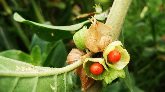 Ashwagandha and Alcohol: Can You Mix Them?