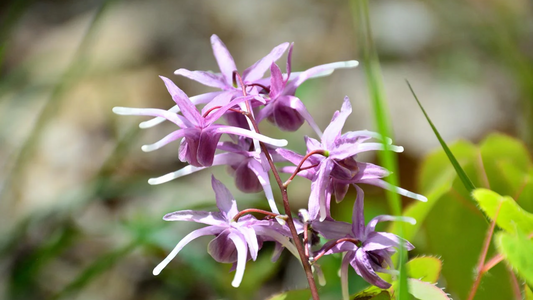 How fast does horny goat weed work?