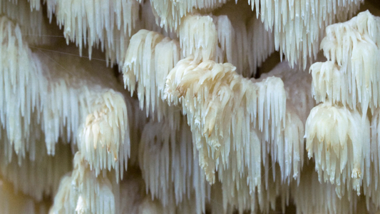 How to Grow Lion's Mane Mushrooms: The Complete Guide