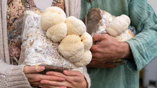 Are lion's mane mushrooms legal? Read before buying.