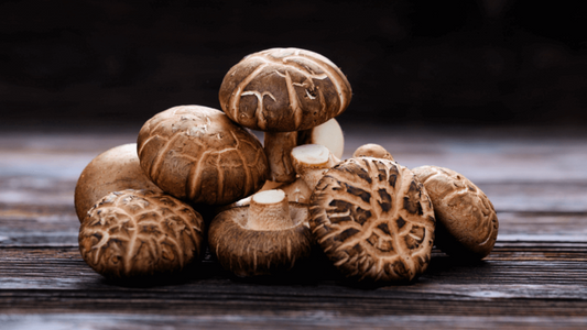 Mushroom Nootropics 2024 - Top 8 Roundup